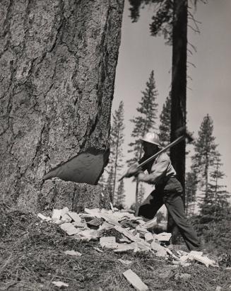 [Male figure chopping down redwood tree]