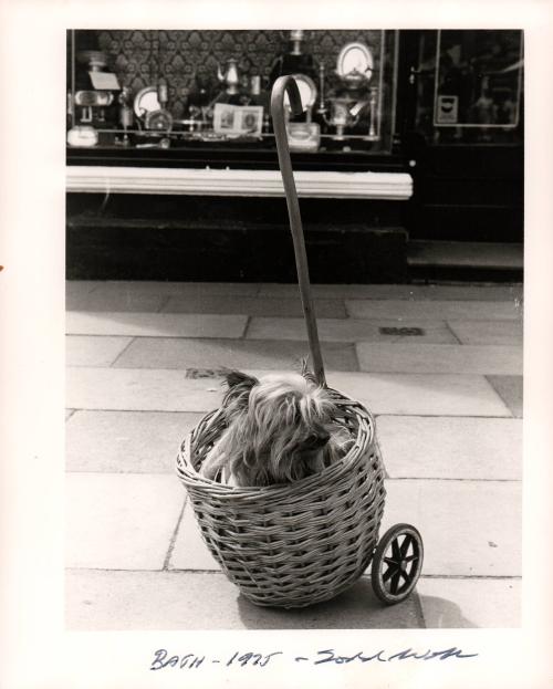 Bath [Dog in basket]