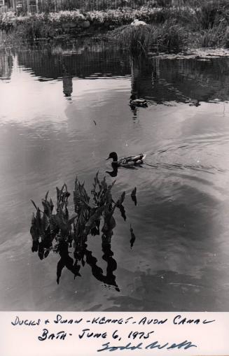 Ducks and Swans, Kennet, Avon Canal, Bath