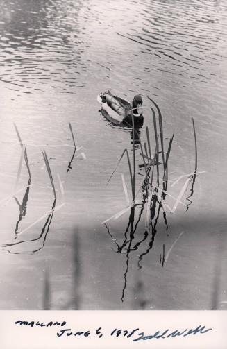 Mallard in pond