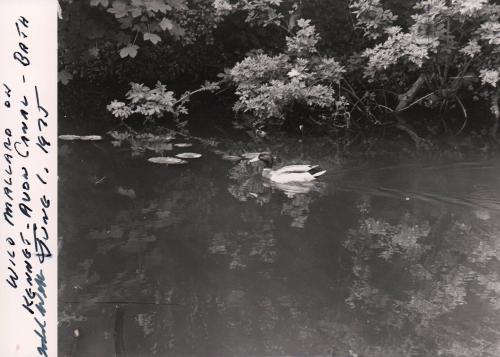 Wild Mallard on Kennet-Avon Canal, Bath