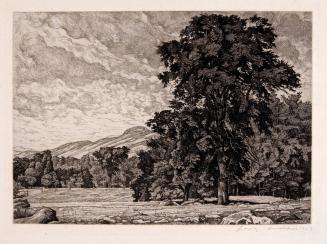 [Landscape with large tree]