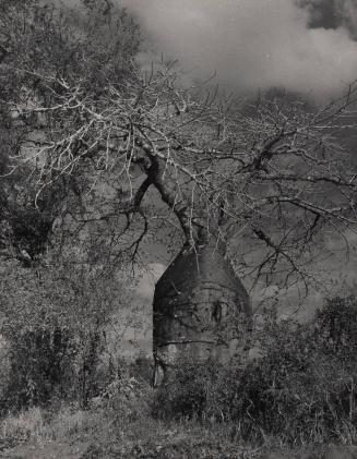 Baobab Tree, Rhodesia 1958