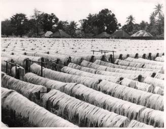 Sisal Drying, Tanganyika