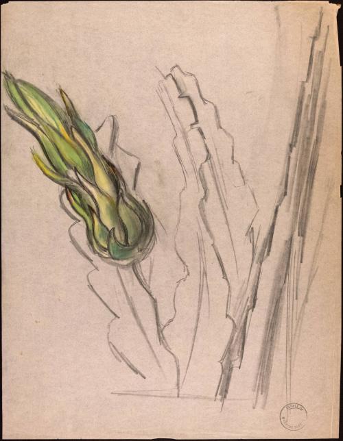 [Drawing of a plant]