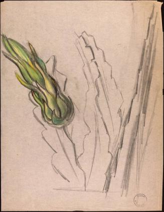 Untitled drawing of a plant