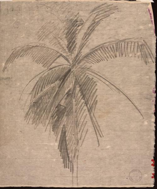 [Study of a palm tree]
