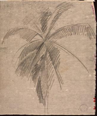 [Study of a palm tree]