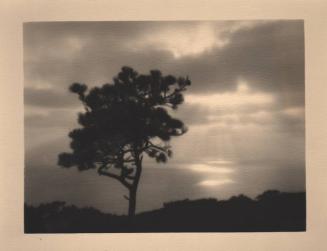 untitled [solitary torrey pine, ocean cliff]