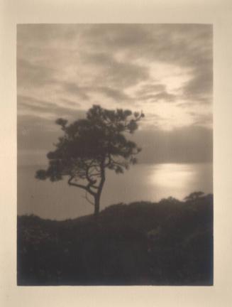 untitled [solitary torrey pine, ocean/sky view, sunset]