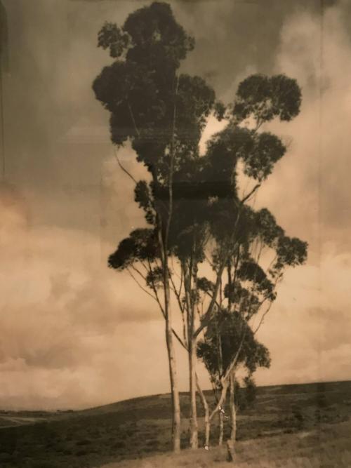 [Landscape, group of trees]