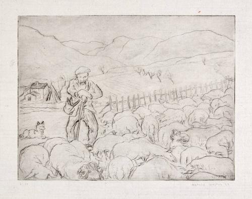 Shepherd
