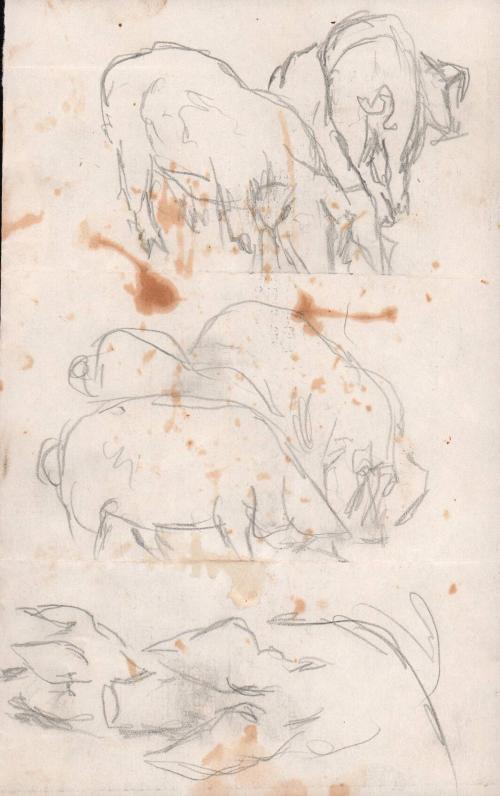 [Hog studies]