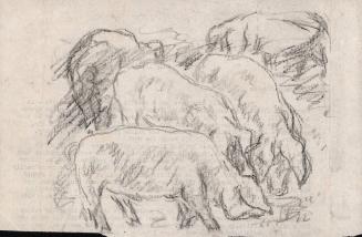 [Hogs]