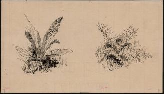 Drawing of two plants #48 & 49