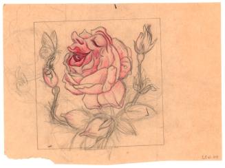 Rose for Alfred Kinsey