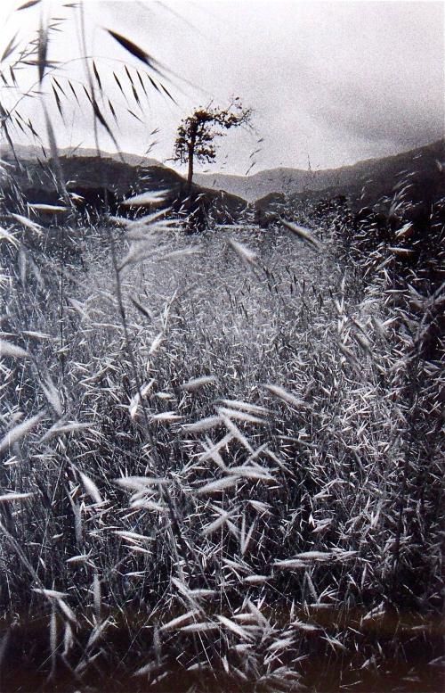 Landscape with Weeds