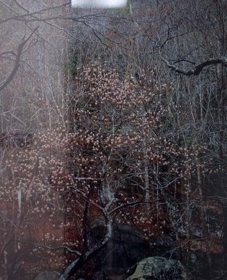 Shad Tree in Bloom, Gt. Smoky Mts., 14 April, 1968