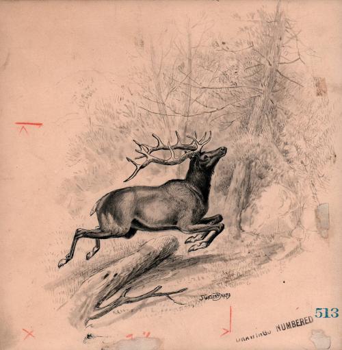 Elk in forest
