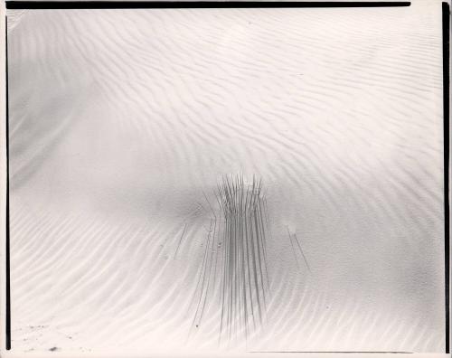 Baby Yucca, White Sands, NM