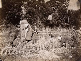 [Harvesting rice]