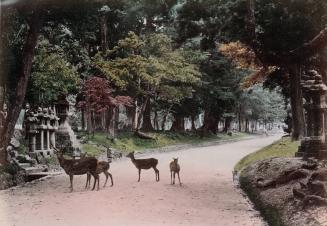 [Sacred Shika Deer at Deer Park, Nara]