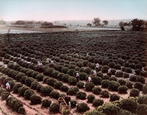 Tea Field