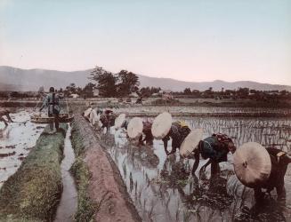 Transplanting Rice