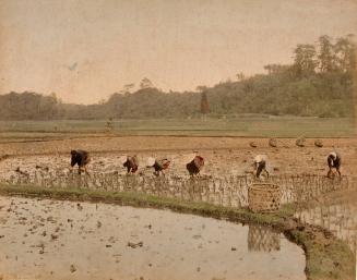 People working in a rice paddy