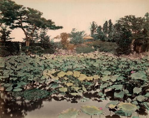 Lily pond