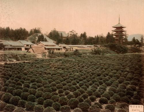 Todito Kioto Teafarm And Pagoda