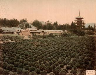 Todito Kioto Teafarm And Pagoda