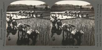 Rice Planters at Work, Japan