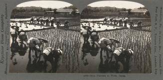 Rice Planters at Work, Japan
