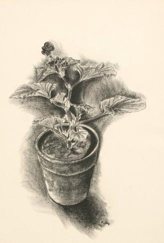 Flower in a pot