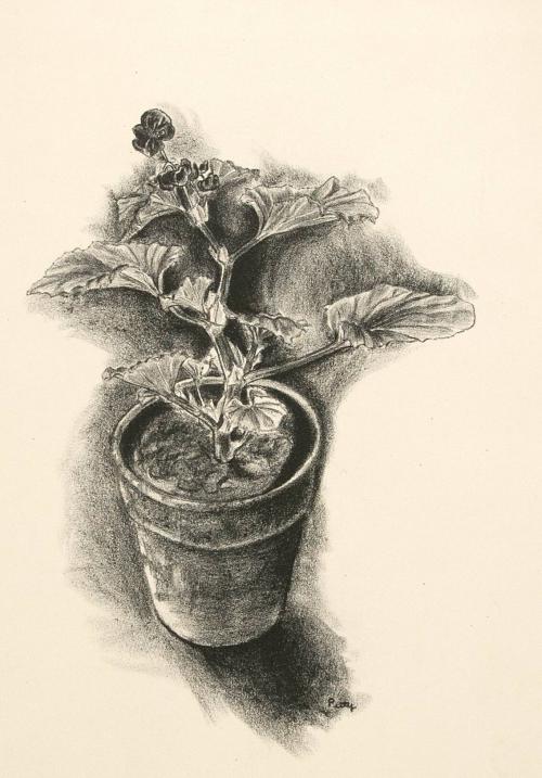 Flower in a pot