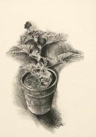 Flower in a pot