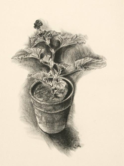 Flower in a pot