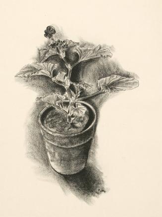 Flower in a pot