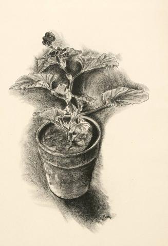 Flower in a pot