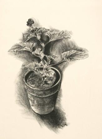 Flower in a pot