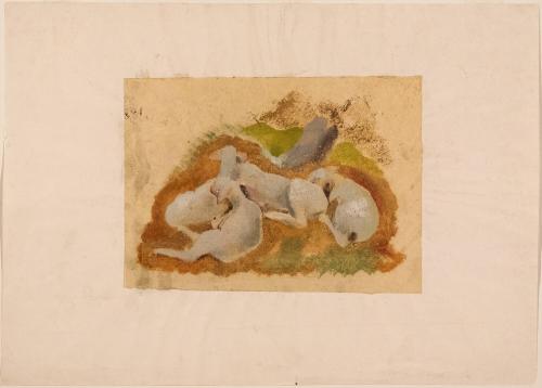 Four Lambs Resting