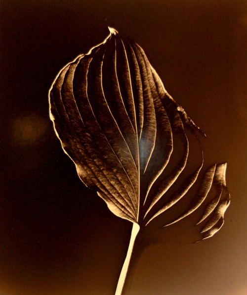 Funkia Leaf