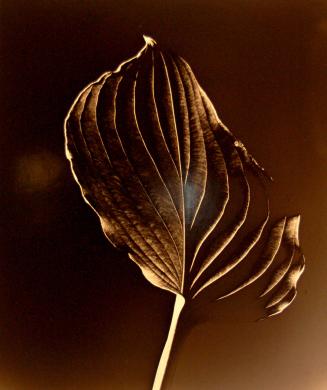 Funkia Leaf