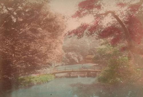 The Maple Garden at Tokyo