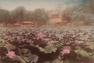Lotus Pond at Kamakura