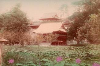 Lotus Pond at Kamakura