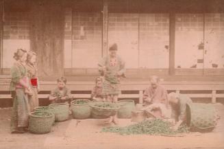 Weighing Kuwa Leaves for Feeding Silkworms