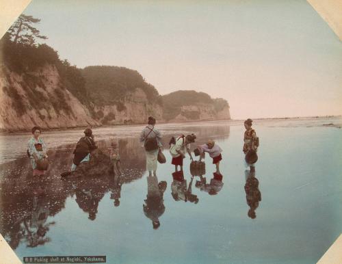 R8: Picking Shell at Negishi, Yokohama