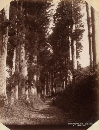 Cryptomeria Avenue at Hakone